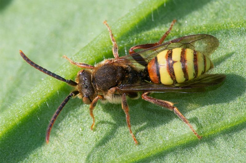 Nomada flava m - Flavous Nomad Bee - 12-05-23 top.jpg