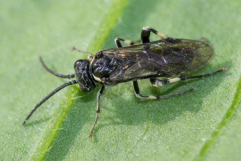 Sawfly - Macrophya albicincta-alboannulata 12-05-23 top.jpg