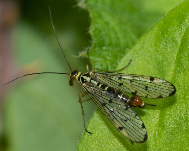 Scorpion Fly - Panorpa germanica m 12-05-23.jpg