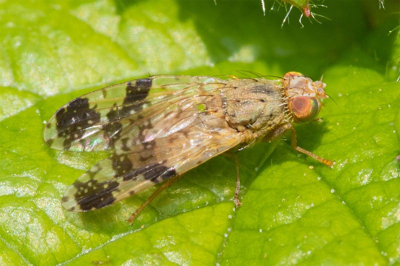 Picture-winged Fly - Tephritis bardanae 13-05-23.jpg