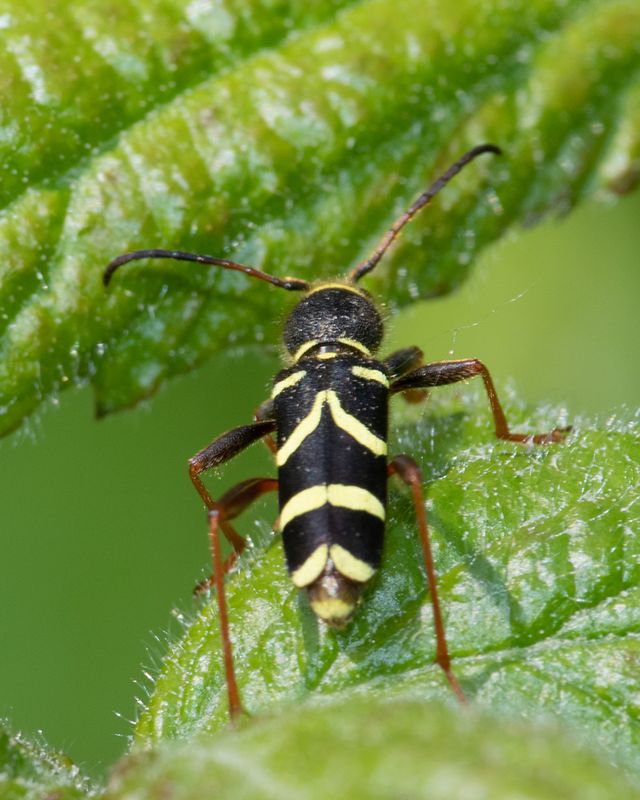 Wasp Beetle - Clytus arietis.jpg