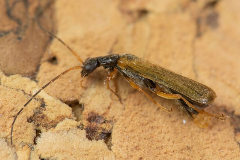 Small beetle in moth trap 13-05-23.jpg