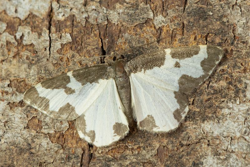 Moth - Clouded Border - Lomaspilis marginata 17-05-23.jpg