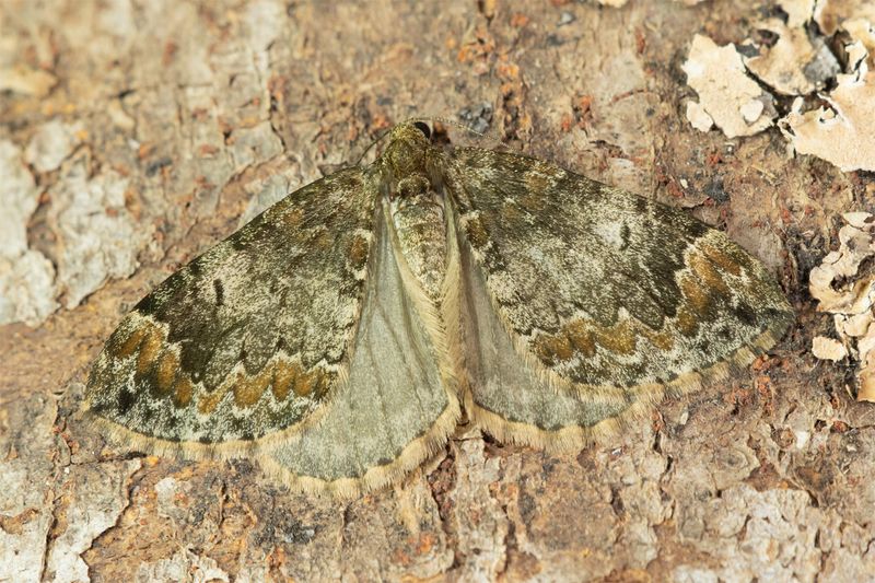 Moth - Common Marbled Carpet - Chloroclysta truncata 17-05-23.jpg