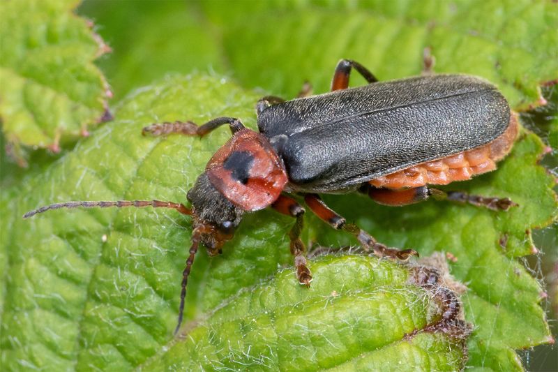 Cantharis rustica 19-05-23.jpg