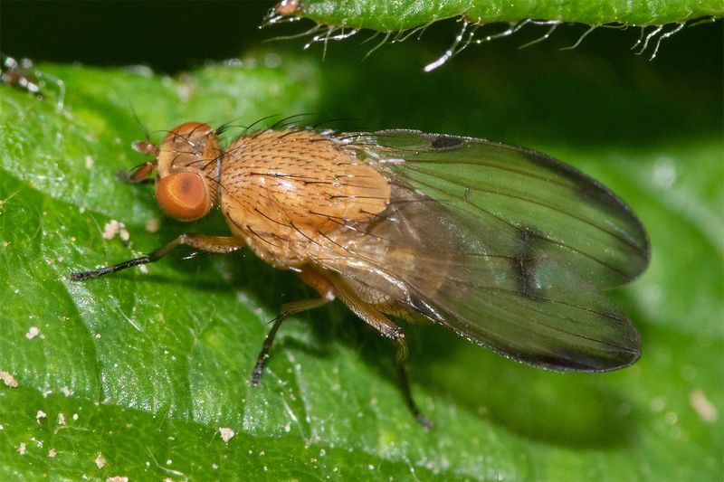 Minettia inusta 19-05-23.jpg