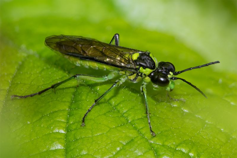 Sawfly - Tenthredo mesomela 19-05-23.jpg