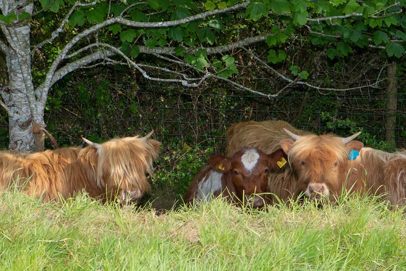 Week 21 - Cattle behind Overbecks - Salcombe 19-05-23.jpg