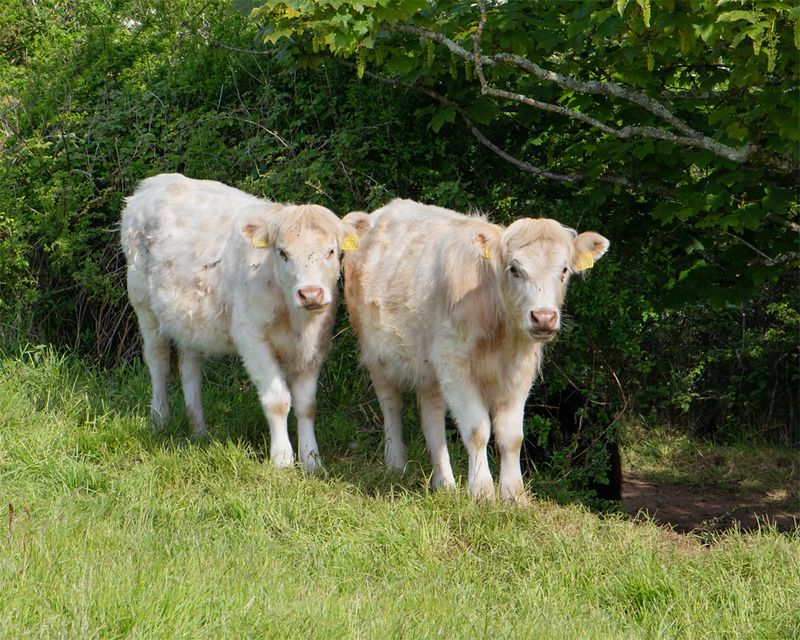 Week 21 - Cattle behind Overbecks - Salcombe 19-05-23 #4.jpg
