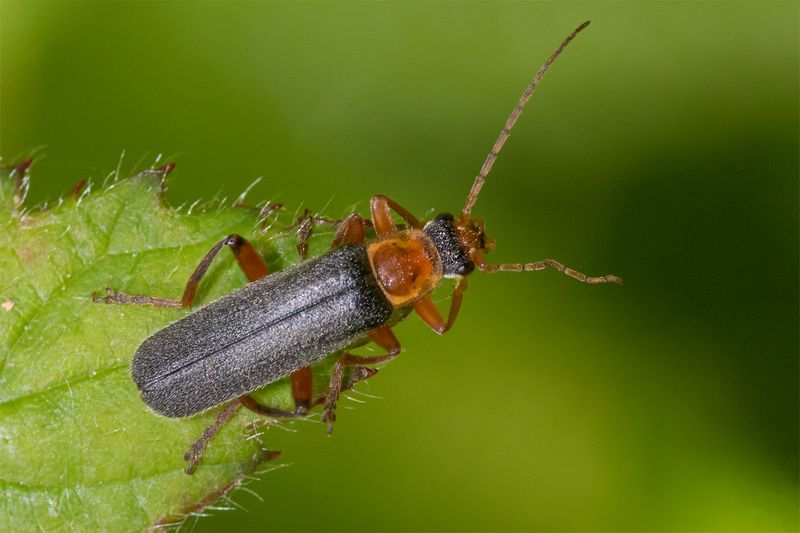 Cantharis nigricans 20-05-23.jpg