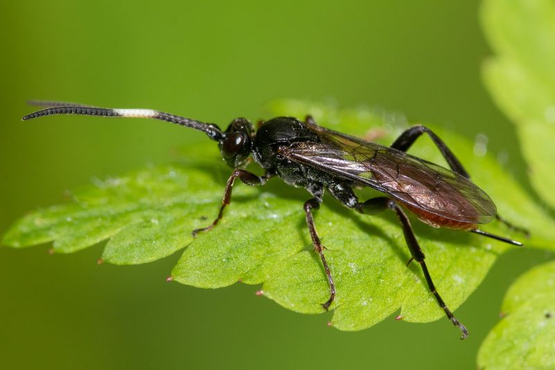 Ichneumon Wasp - unidentified 19-05-23.jpg