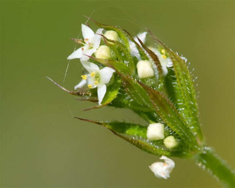 Cleavers - Galium aparine 20-05-23 #3774.jpg