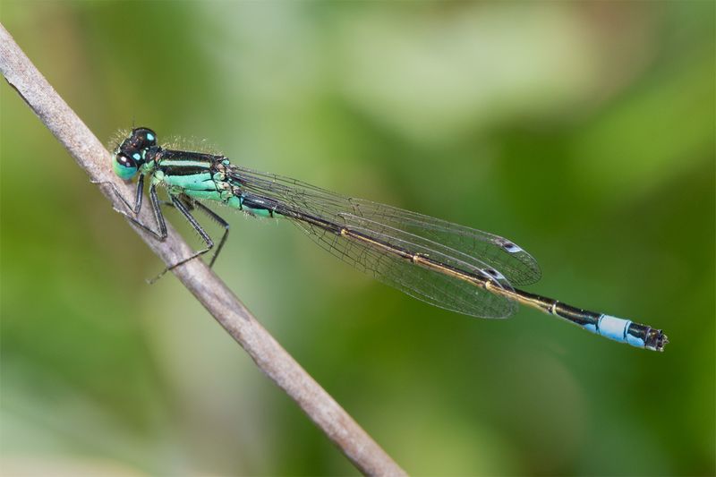 Blue-tailed Damselfly - Ischnura elegans 21-05-23.jpg