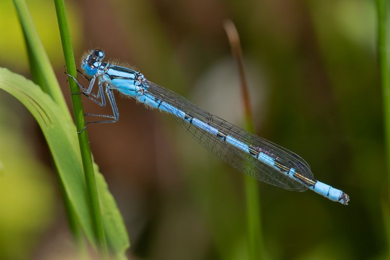 Common Blue Damselfly - Enallagma cyathigerum m 21-05-23.jpg
