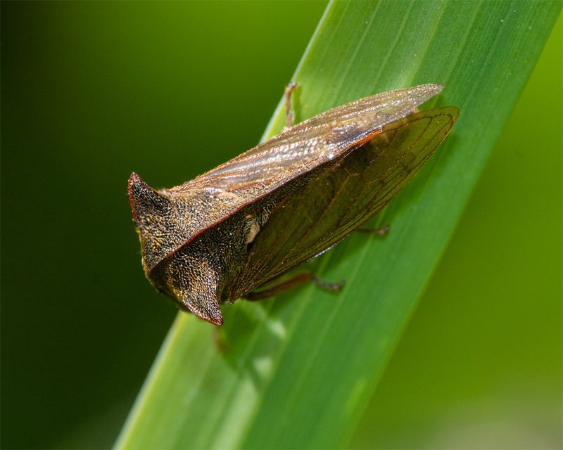 Horned Treehopper - Centrotus cornutus 21-05-23.jpg