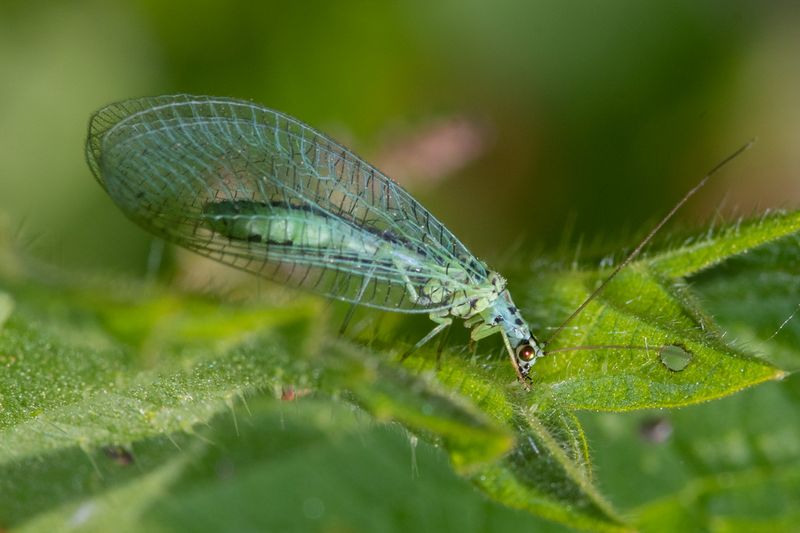 Lacewing - Chrysopa perla 21-05-23.jpg