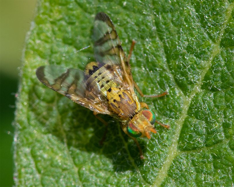 Picture-winged Fly - Chaetorellia jaceae 21-05-23.jpg