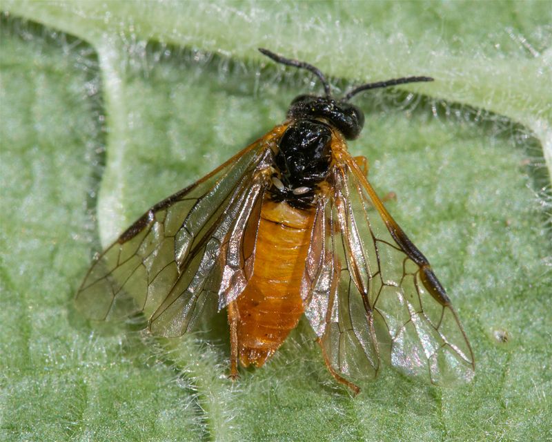Sawfly - Selandria serva 21-05-23.jpg