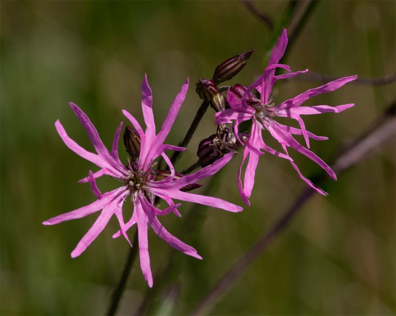 Ragged Robin - Silene flos-cuculi 21-05-23.jpg