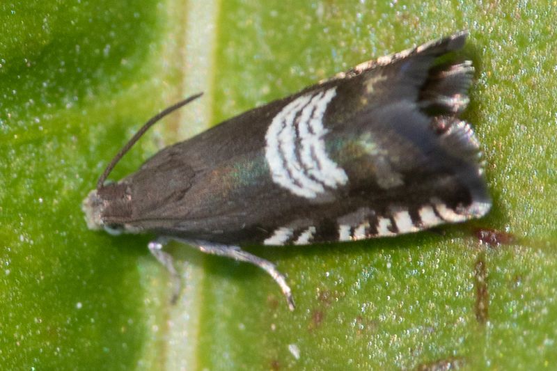 Micro moth - Grapholita compositella 22-05-23.jpg