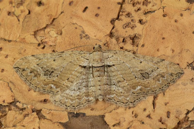 Moth - Fern - Horisme tersata 22-05-23.jpg