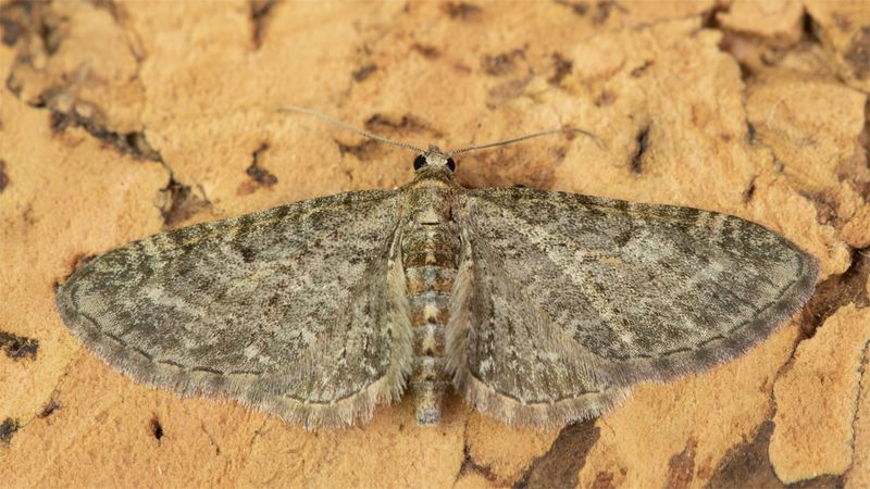 Moth - Haworth's Pug 22-05-23.jpg