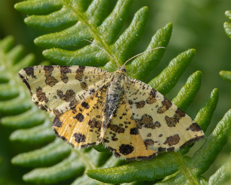 Moth - Speckled Yellow - Pseudopanthera macularia 24-05-23.jpg