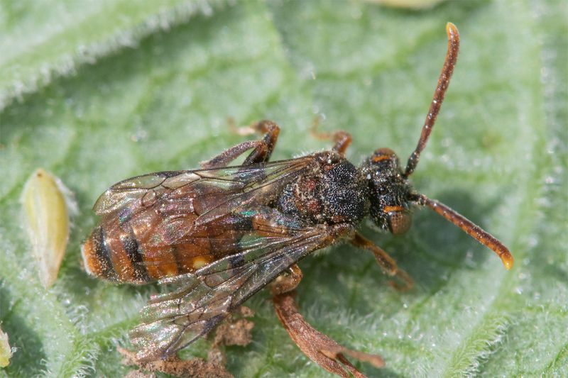 Nomada flavoguttata - Little Nomad Bee 24-05-23.jpg