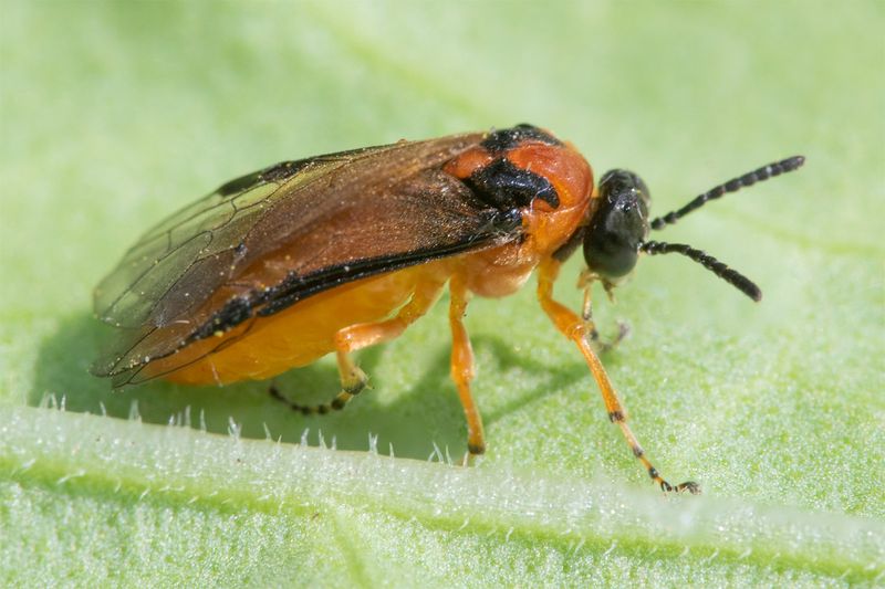 Sawfly - Athalia rosae 24-05-23.jpg