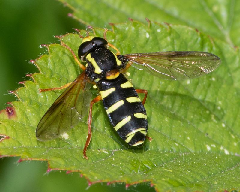 Xanthogramma citrofasciatum m 24-05-23.jpg