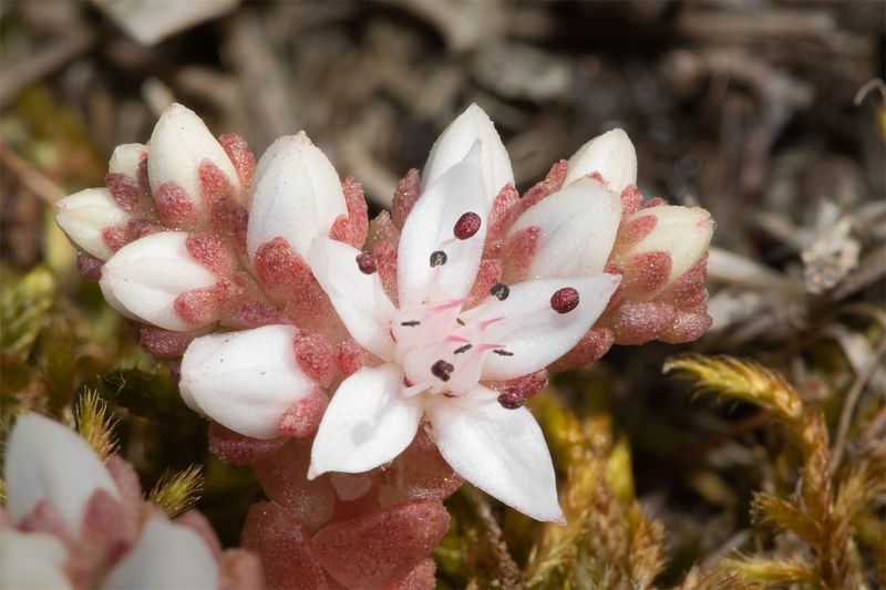 English Stonecrop - Sedum anglicum Soar Mill Cove 24-05-23.jpg