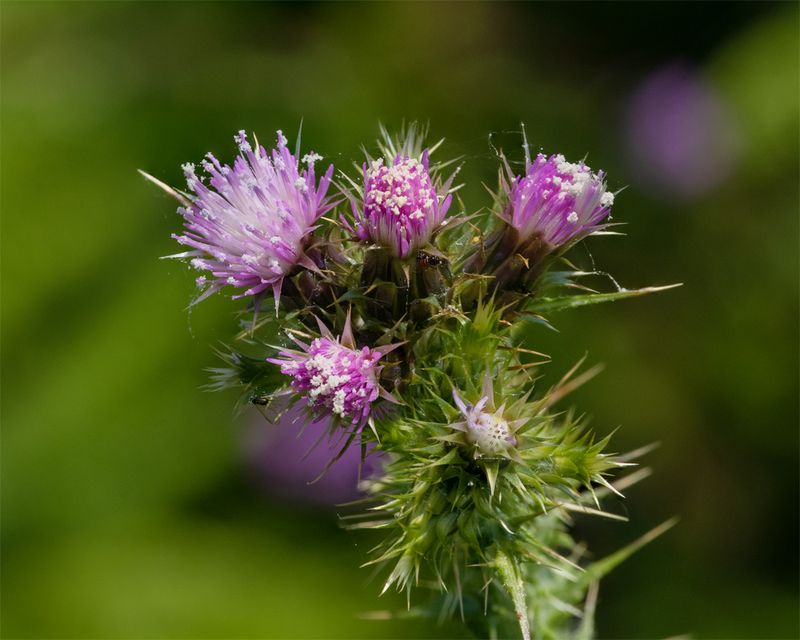 Marsh Thistle - Cirsium palustre 24-05-23.jpg