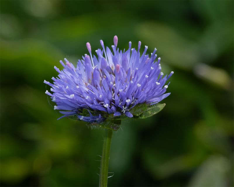 Sheeps-bit - Jasione montana - Soar Mill Cove 24-05-23.jpg