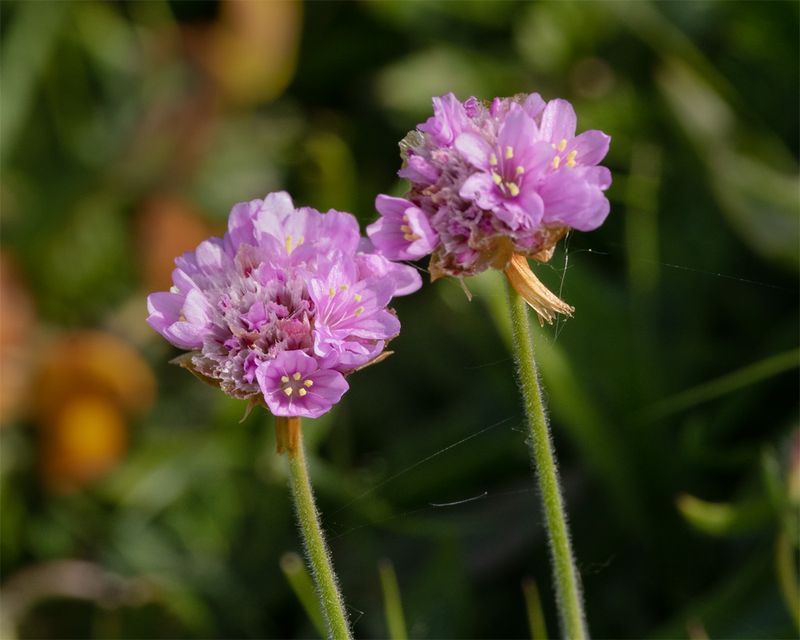 Thrift - Armeria maritima 24-05-23.jpg