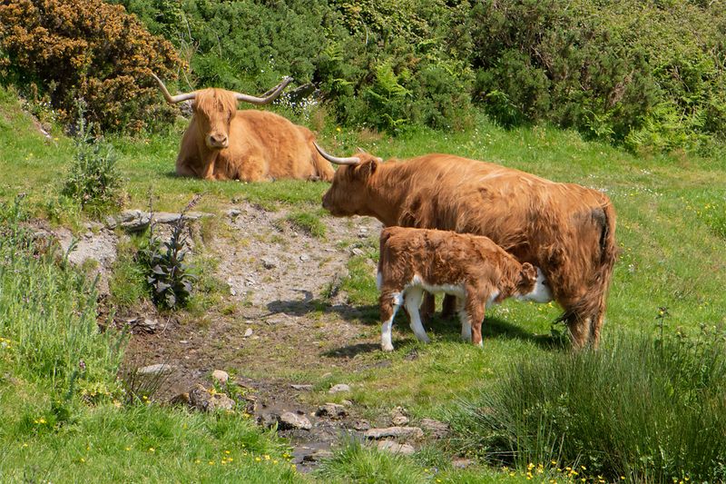 Highland Cattle at Soar Mill Cove 24-05-23.jpg