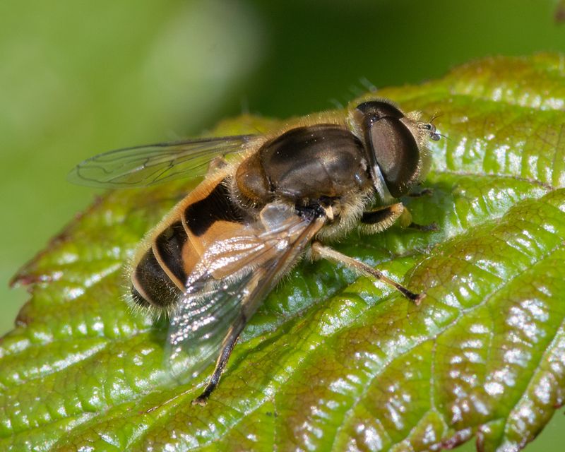 Eristalis arbustorum m 25-05-23.jpg