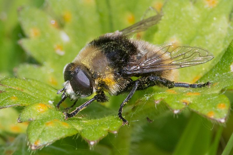 Merodon equestris m 25-05-23.jpg