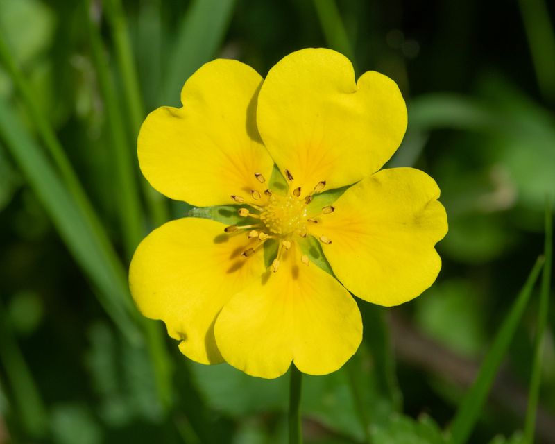 Creeping Cinquefoil - Potentilla reptans 24-05-23.jpg