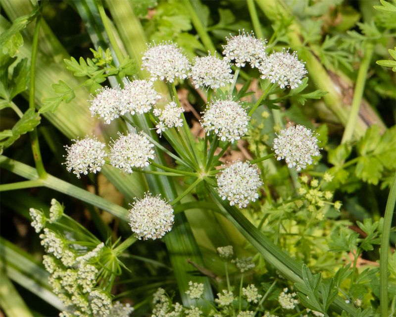Hemlock Water-dropwort 25-05-23.jpg