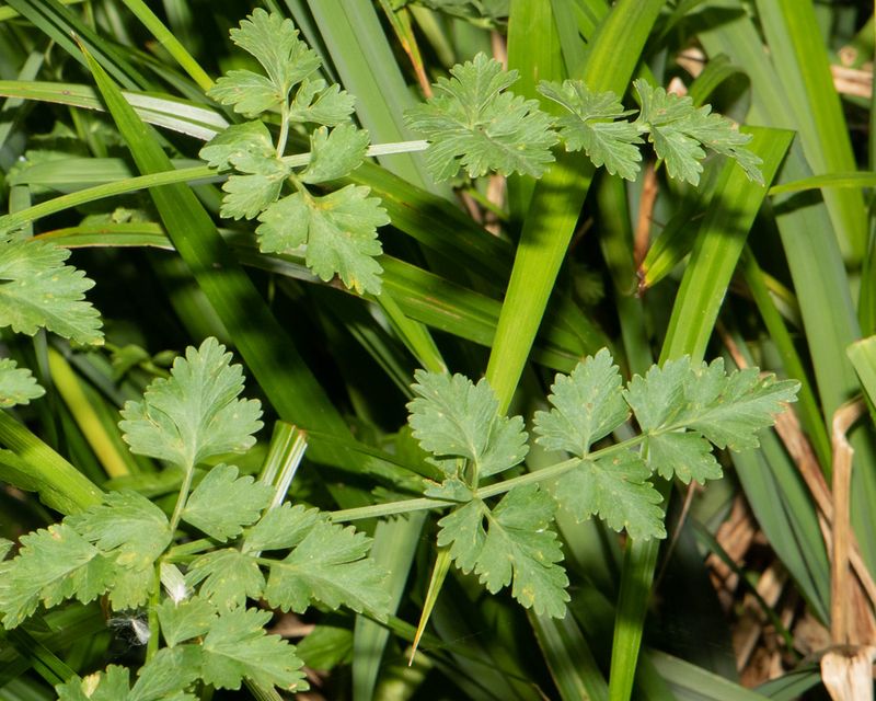 Hemlock Water-dropwort leaves 25-05-23.jpg