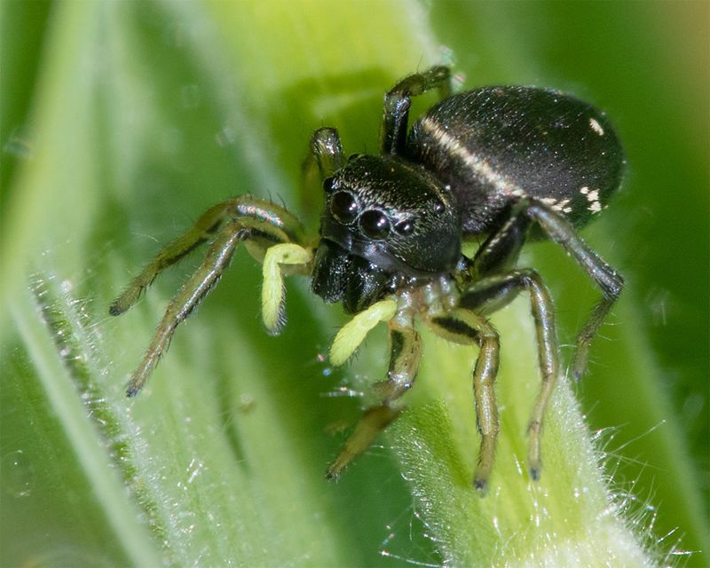 Heliophanus sp 24-05-23.jpg