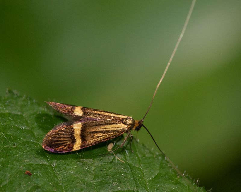 Moth - Nemophora degeerella 26-05-23.jpg