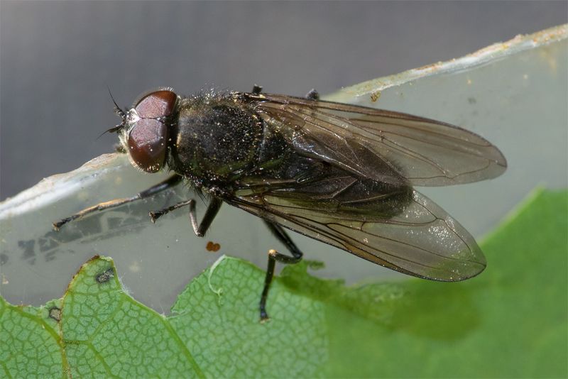 Cheilosia variabilis m 26-05-23.jpg