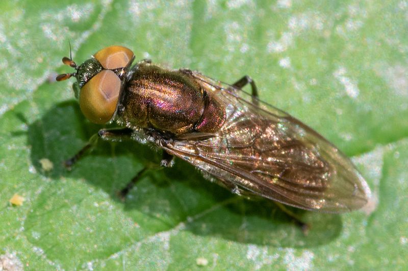 Riponnesia splendens 26-05-23.jpg