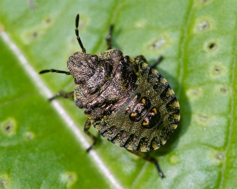 Red-legged Shieldbug - Pentatoma rufipes nymph 26-05-23.jpg
