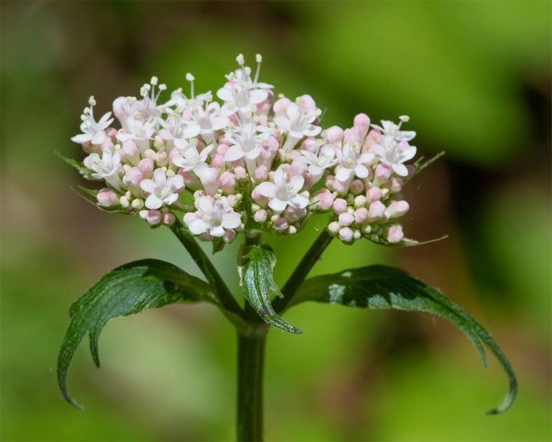 Common Valerian - Valeriana officinalis - Aveton Wood 28-05-23.jpg