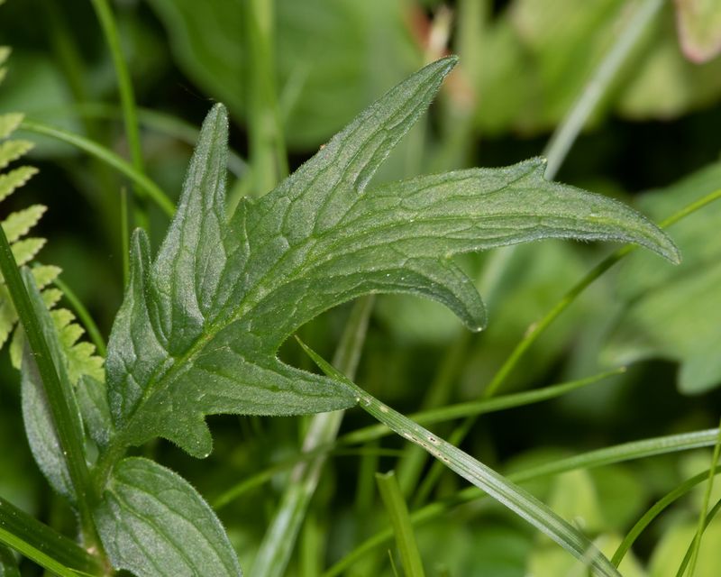 Common Valerian - Valeriana officinalis - Aveton Wood 28-05-23 leaf.jpg