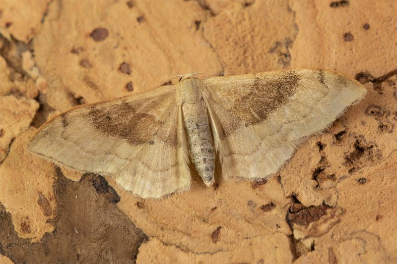 Moth - Portland Ribbon Wave - Idaea degeneraria 28-05-23.jpg