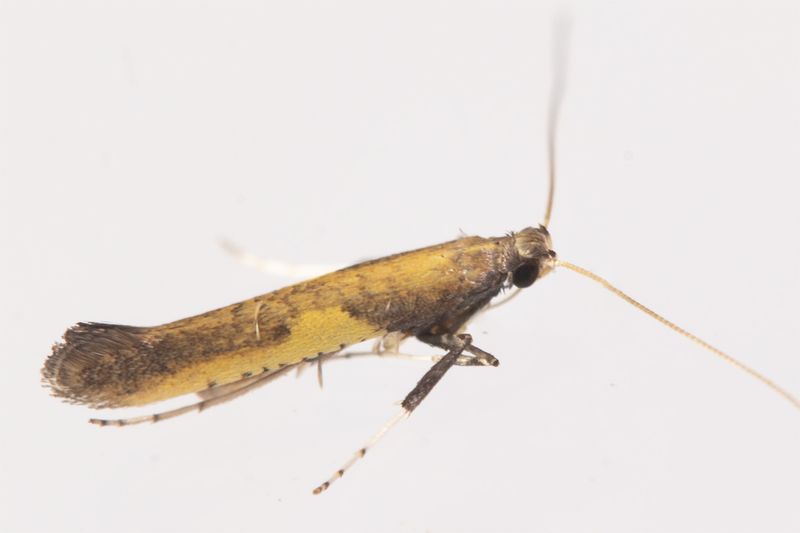 Moth - Azalea Leaf Miner - Caloptilia azaleella 28-05-23.jpg