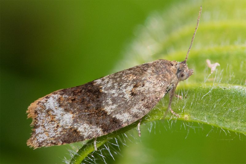 Micro Moth - Syndemis musculana 24-05-23.jpg